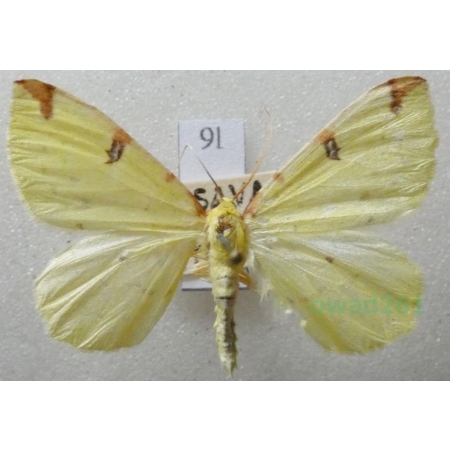 Opisthograptis luteolata (Linnaeus, 1758) male Mokosz cierniowiak Czech9l